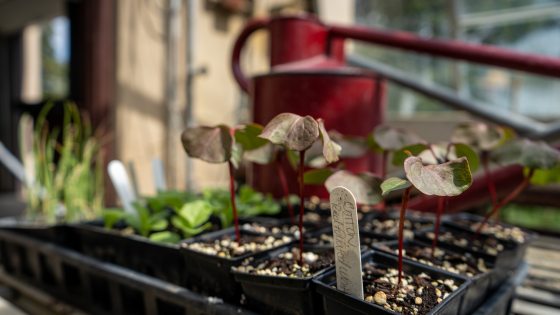 cotton seedlings in a black planter 